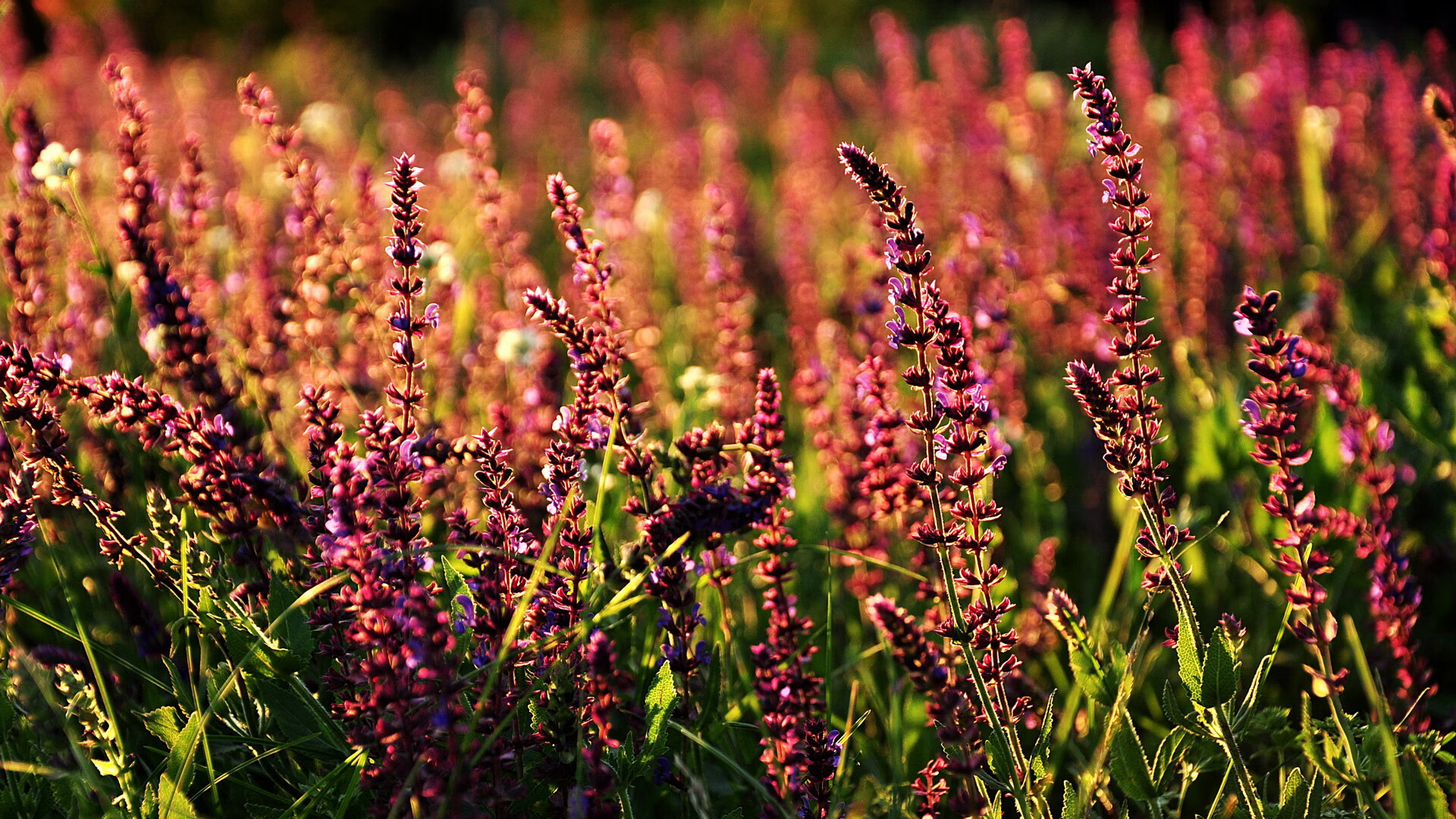 开云体育平台APP-切尔西2-0伯恩茅斯,状态回暖,切尔西2-0伯恩利