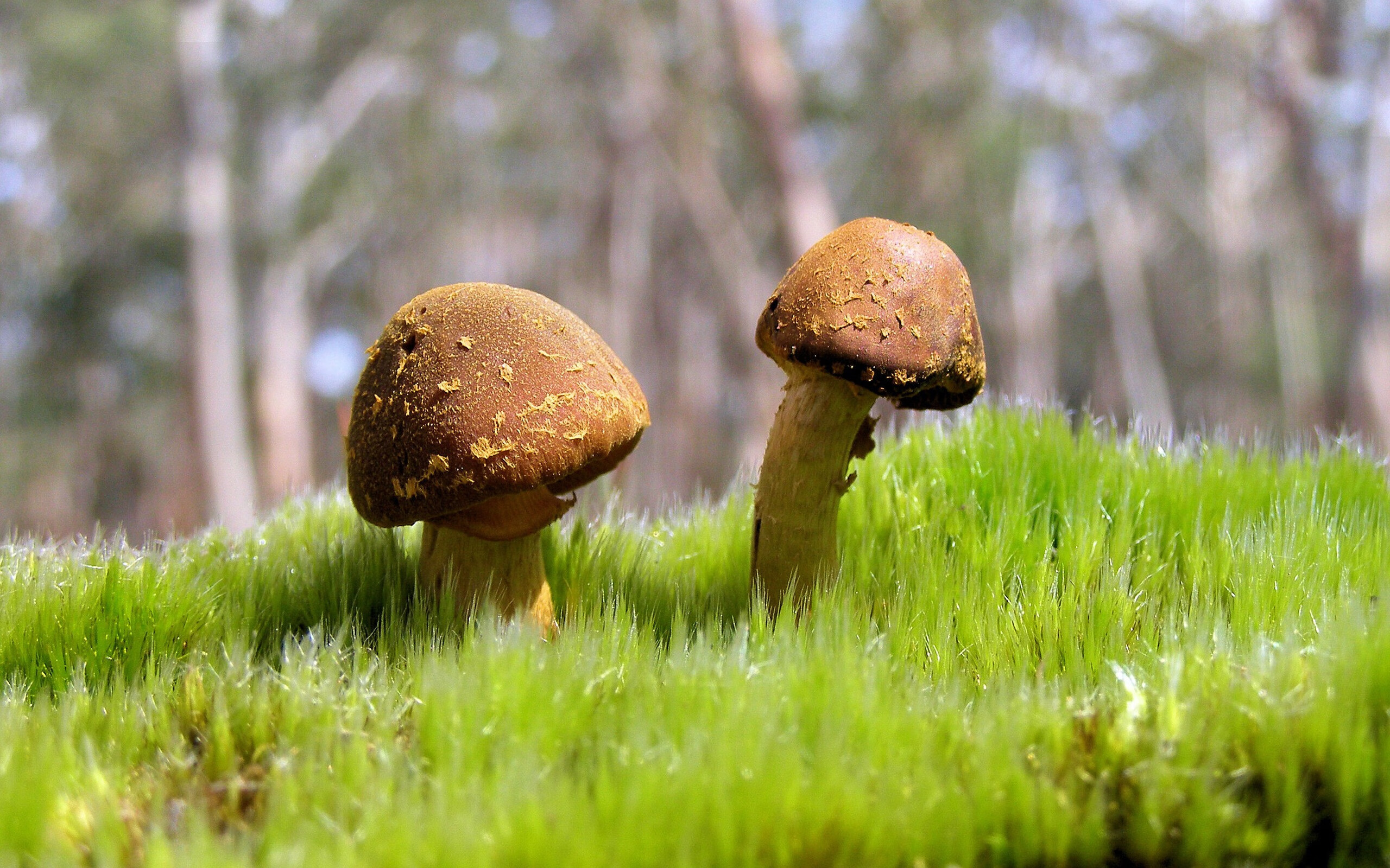 开云网页版-雄鹿队稳定发挥，领先积分榜排名，雄鹿队最好成绩