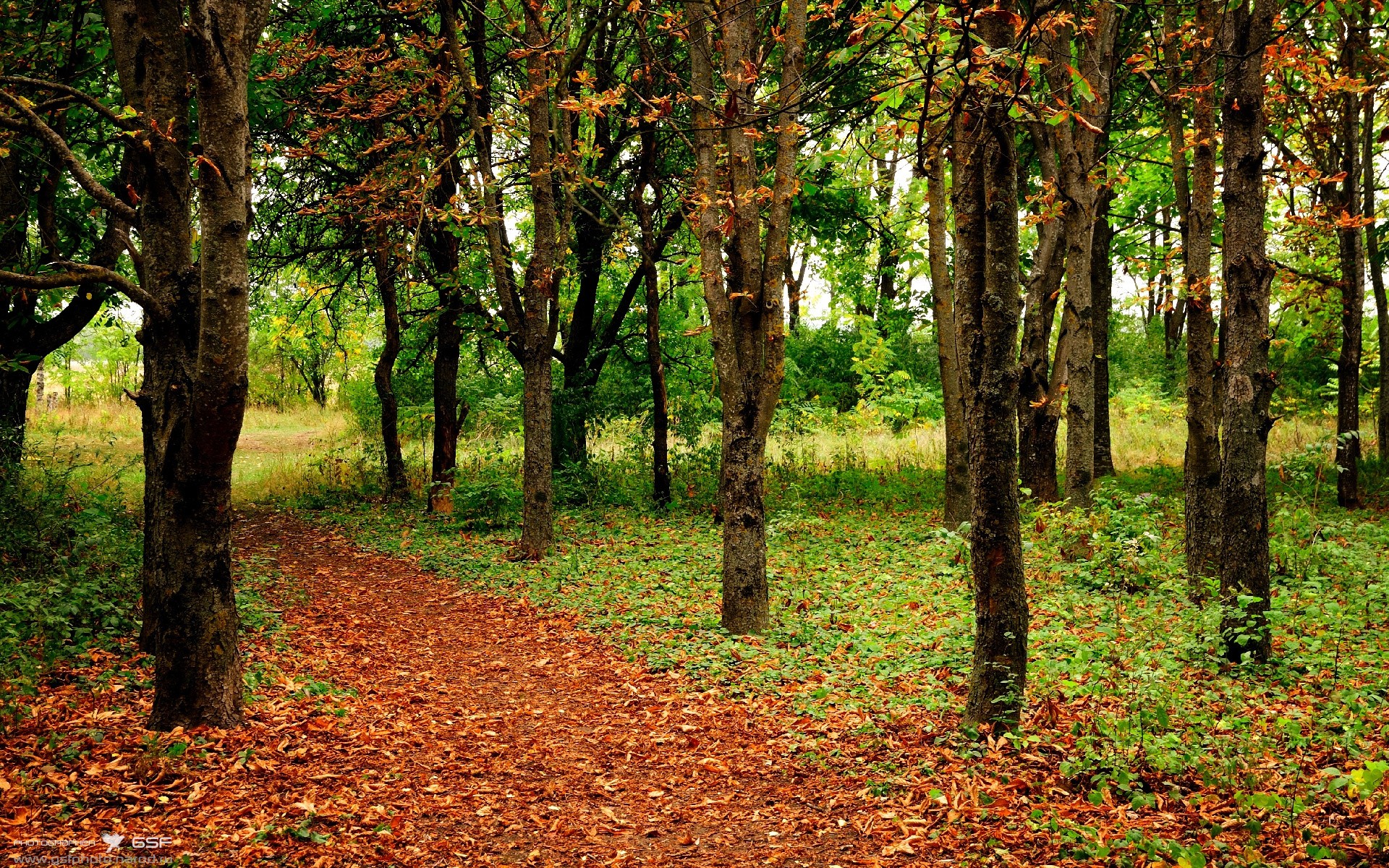 开云体育首页-弗朗索瓦·霍尔茨豪伊泽：他用智慧与技术，打破对方防线，助力南非队称霸