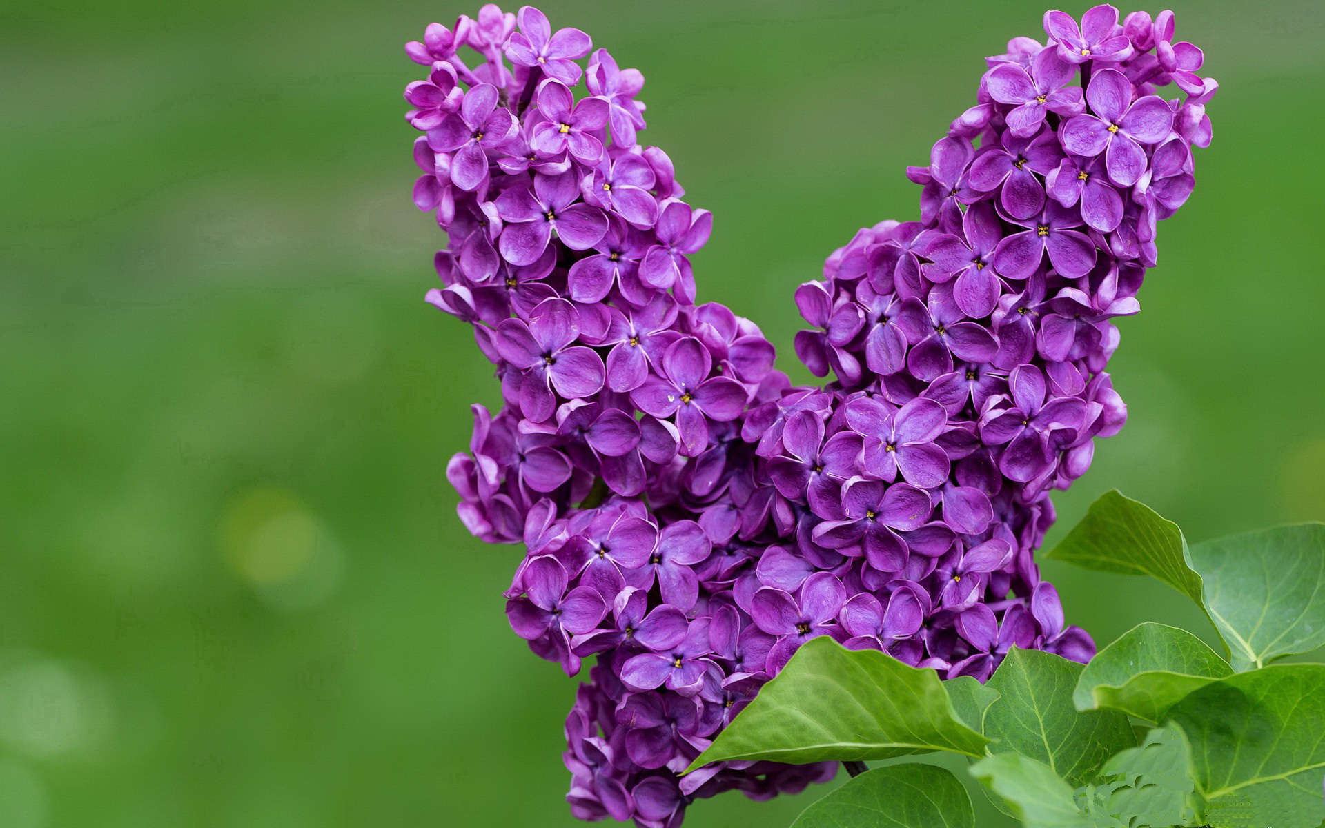 开云体育下载官网-热火连续加练季前赛状态惊人，热火下赛季